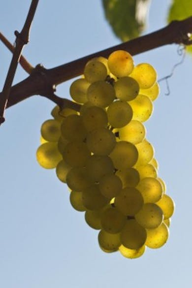 Vino Hlade